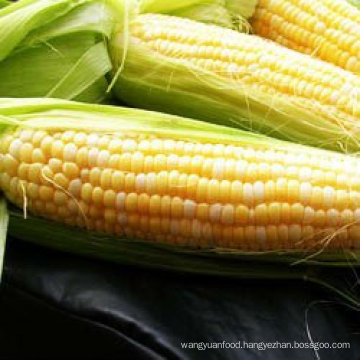 modified maize starch